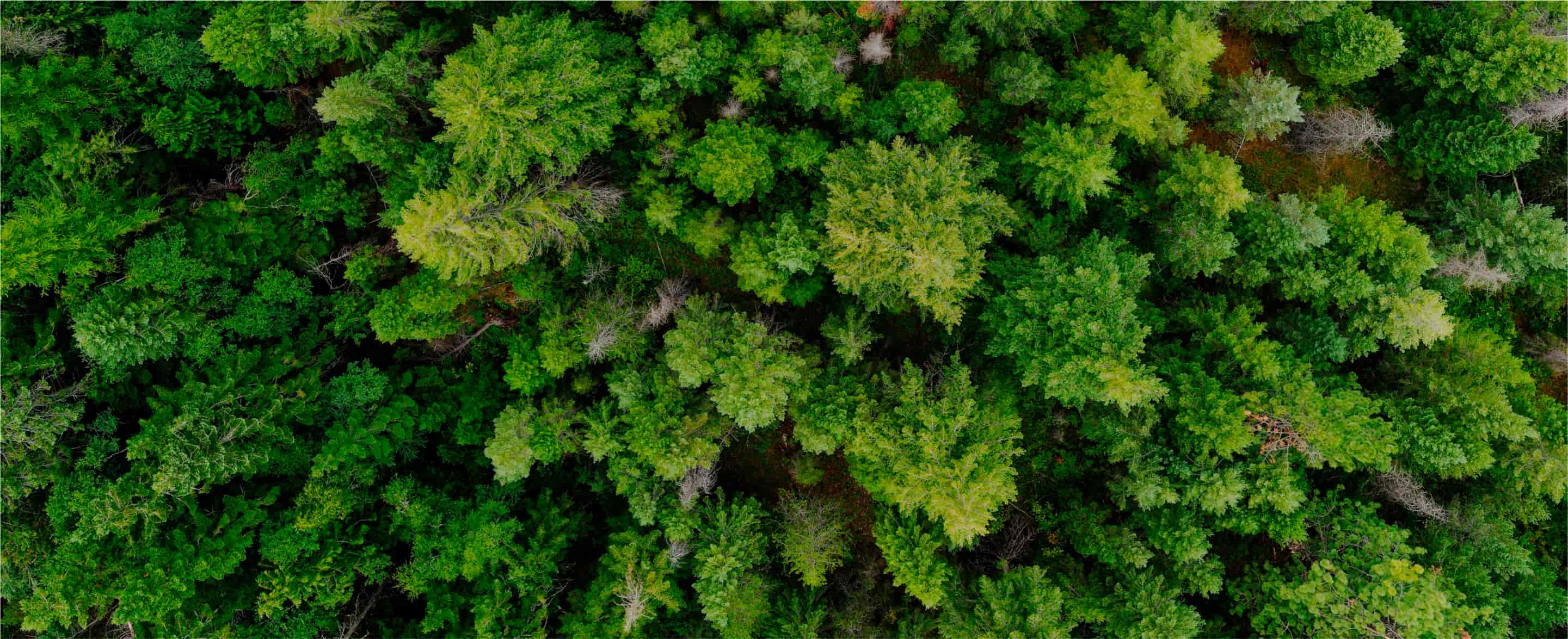 Join Us Earth - Donate X Webflow Template